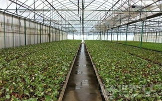 天津市静海区富农温室大棚制造厂 打造现代化蔬菜种植的坚实后盾