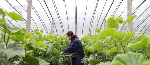 设施蔬菜挑大梁，丰富百姓“菜篮子”