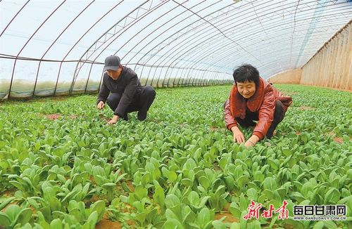 庆阳西峰肖金镇设施蔬菜基地 科技赋能精细管护，绘就产业兴旺新画卷