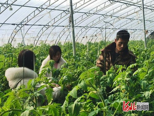 上云端 从传统大棚到智慧工厂的蔬菜种植革命