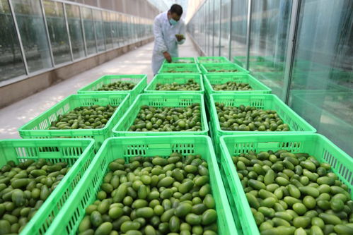 河北承德蔬菜工厂 水果西红柿集中上市引领蔬菜种植新变革