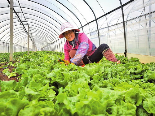 电管家护航蔬菜产业发展 为绿色菜园注入稳定动能