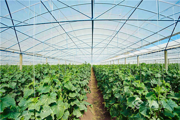 绿色餐桌的守护者 现代蔬菜基地的种植之道