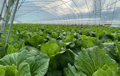 甘肃礼县雷坝镇 “菜篮子”鼓起群众“钱袋子” 蔬菜种植铺就振兴路