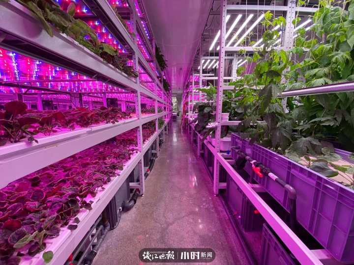 “航天蔬菜”杭州有同款，人造阳光和空气，全程不用农药，带你走进神奇植物工厂