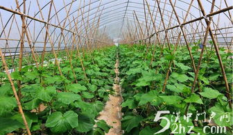 汉台区金江村 蔬菜种植富农家，绿野铺就振兴路