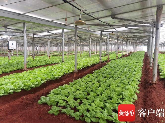 光伏板下种蔬菜，海南“农光互补”能否补齐夏季蔬菜短板？