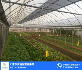 天津蔬菜种植 有机蔬菜种植 萱庭果蔬 推荐商家 高清图片 高清大图